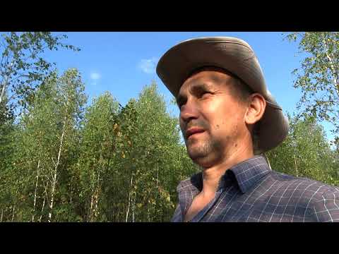 ПОЛЬЗА МЁДА,мой любимый ВЕРЕСКОВЫЙ МЁД.