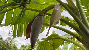 Quê Hương Tôi Cần Đước Long An