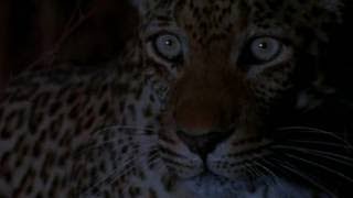 Documentary National Geographic 100 Years Vol 045 Lions of the African Night