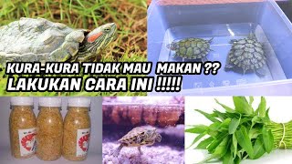 KURA-KURA KALIAN TIDAK MAU MAKAN ?? LAKUKAN CARA INI !!
