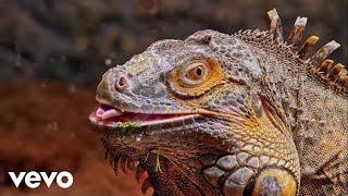 Rick Tyson - I Love My Iguana Official Music Video