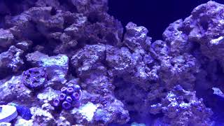 Week 6 Update On The 75 Gallon Reef Tank 11/5/17