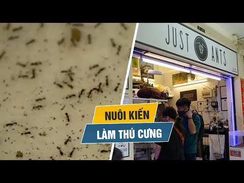 Cửa hàng thú cưng bán trang trại kiến ở Singapore