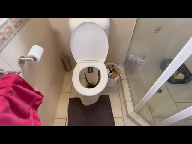 Watch: Reptile wrangler removes snake from toilet at Australian