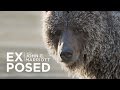 ICE GRIZZLIES of the Yukon | Wildlife Photography | EXPOSED | EP 07