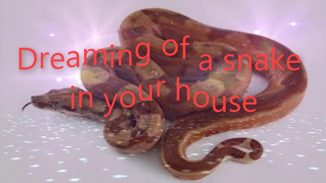 Dreaming of a snake in your house | Dreams Meaning and Interpretation Dream Of Snake Hiding In House