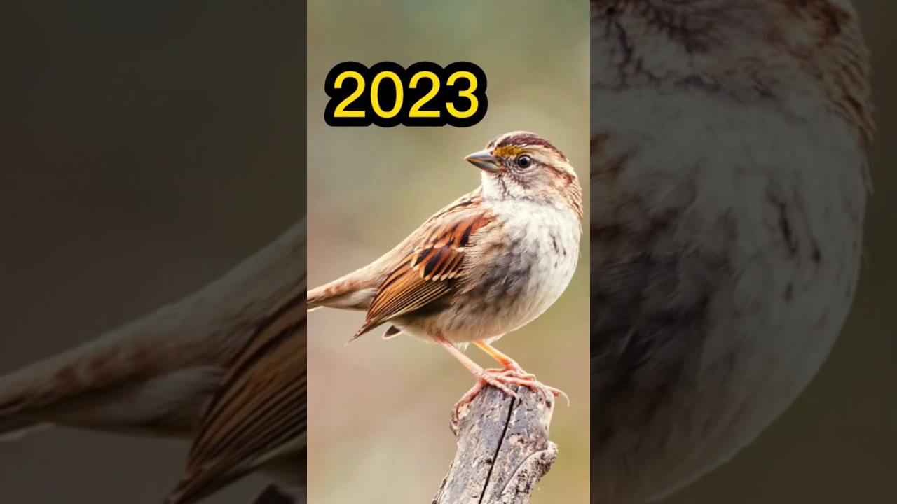 2023 sparrow and 5500bce Sparrow ||mythical world||