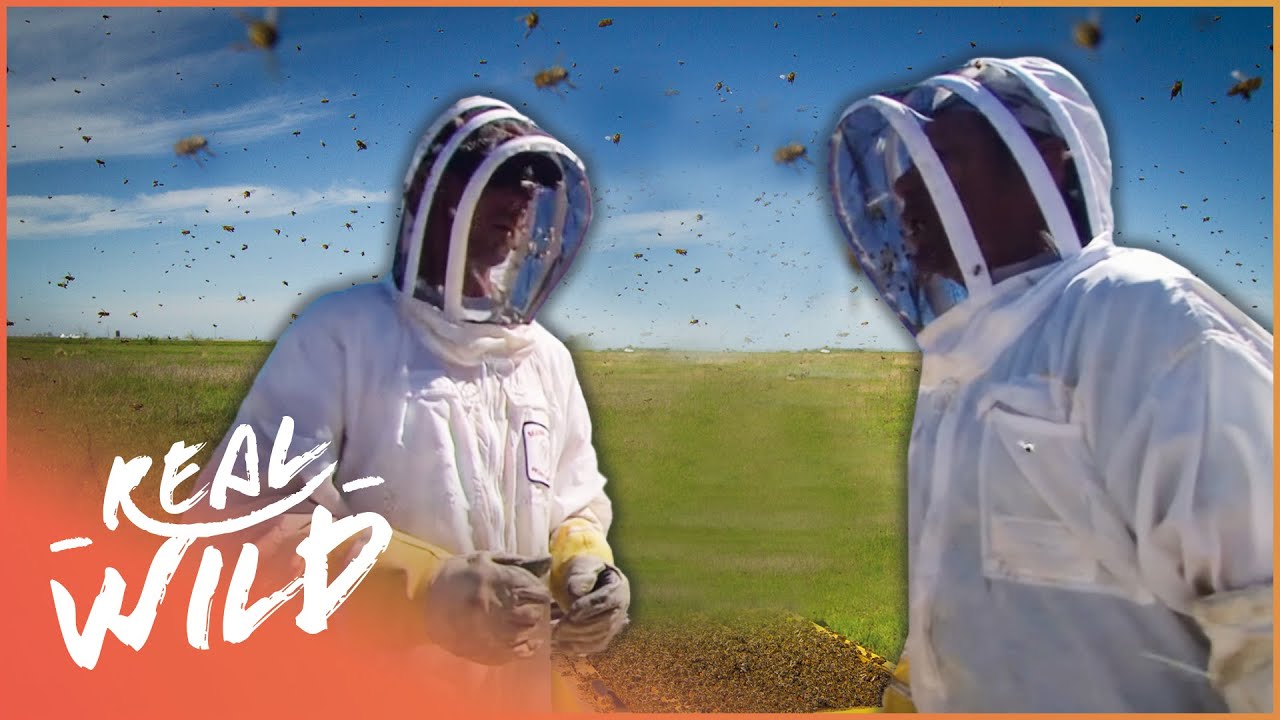 The Dangerous Bees That Have Killed Over 1000 People | Real Wild