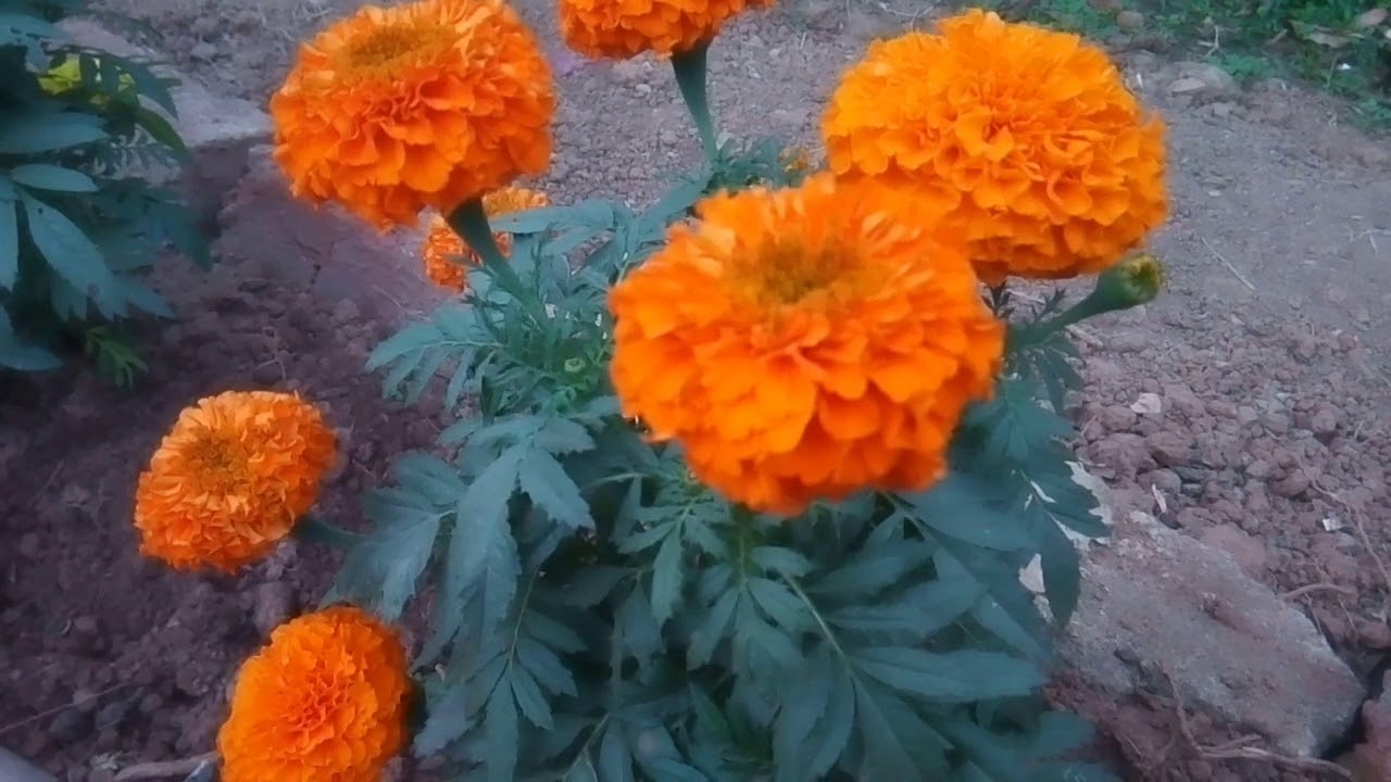 Marigold care tips YouTube