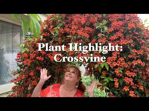 Video: Condiciones de cultivo de Crossvine: aprenda sobre el cuidado de las plantas de Crossvine