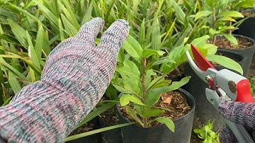 Tạo lại tàn thông chị cành sát gốc cho cây mai con bị thiếu tàn