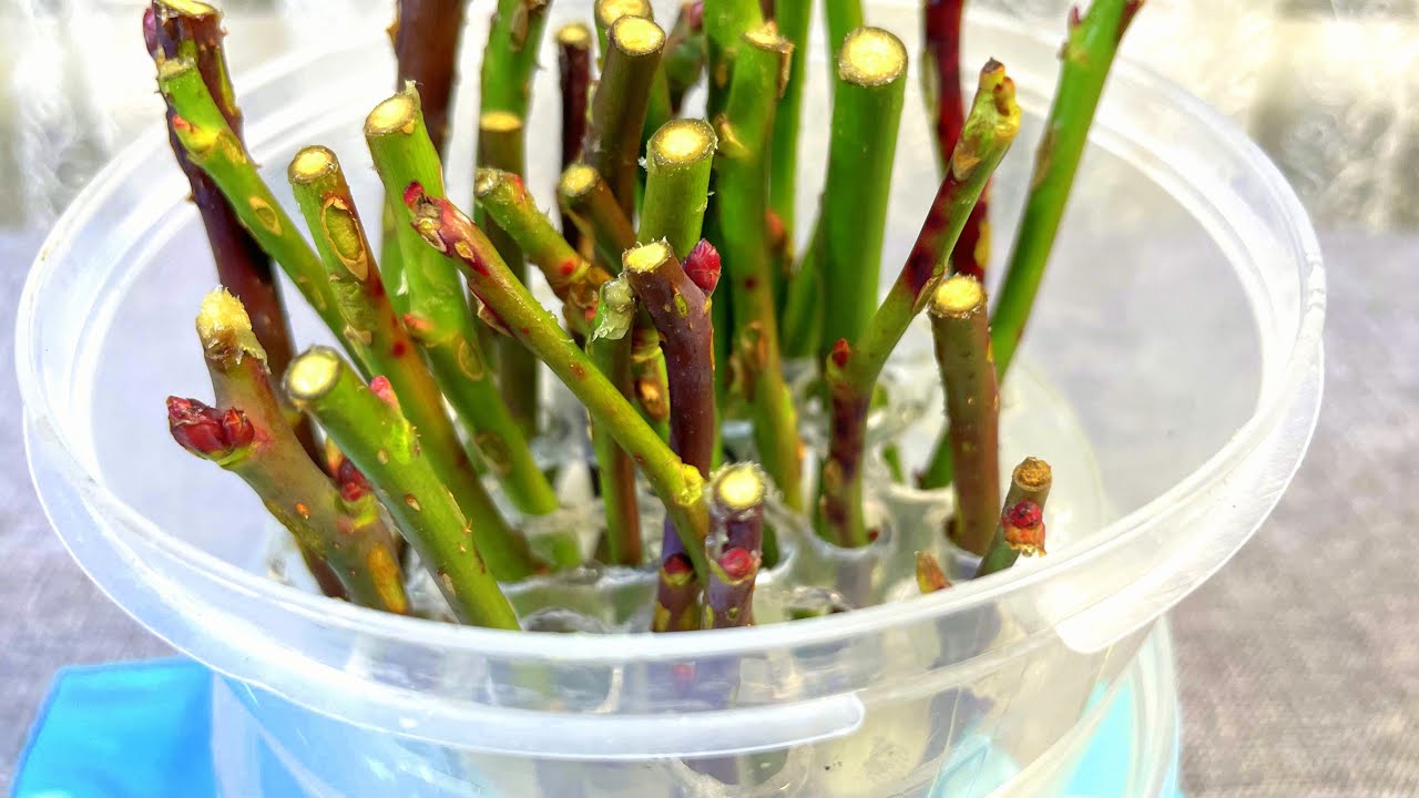 EASY way to ROOTING ROSES! - YouTube