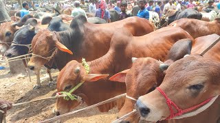 আজ ২৮ মে ২৪ | দেইখ্যা লন, বাইচ্ছ্যা লন! ক্রেতা সংকটে বিক্রিতাদের আহাজারি! শাহিওয়াল ষাঁড় গরুর দাম