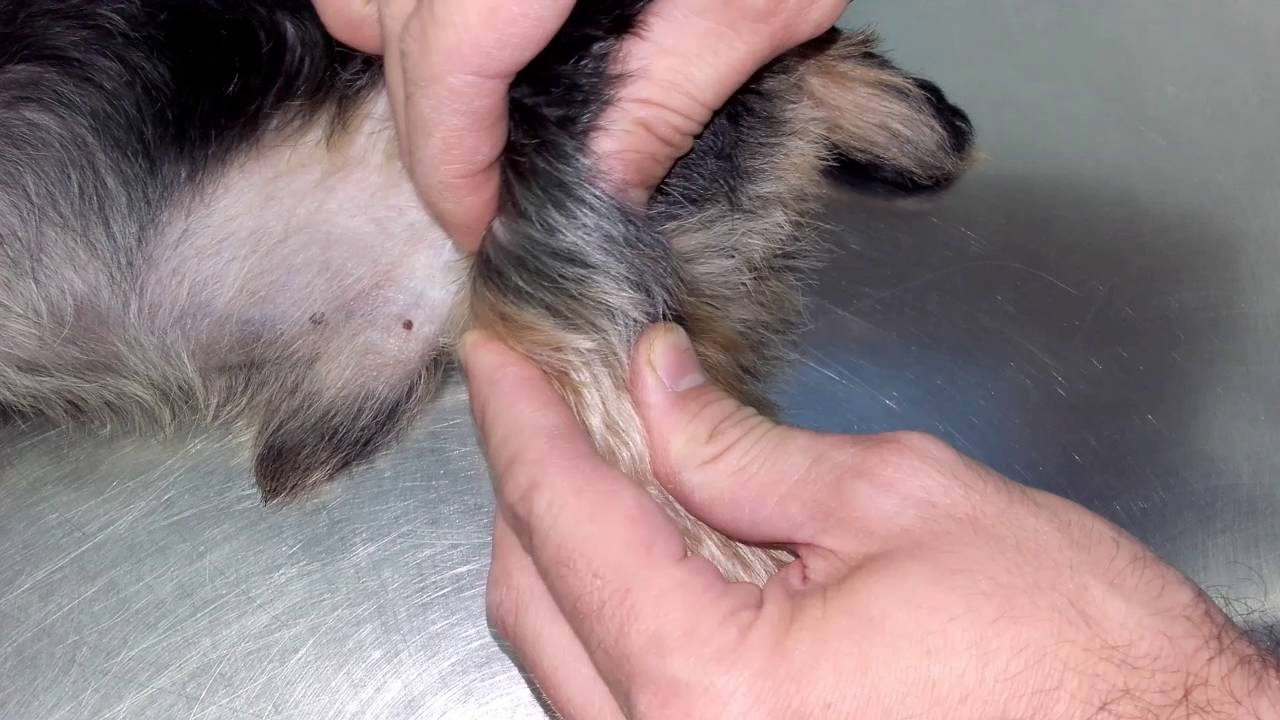 Prueba del cajón en perro. Rotura de ligamento cruzado anterior YouTube