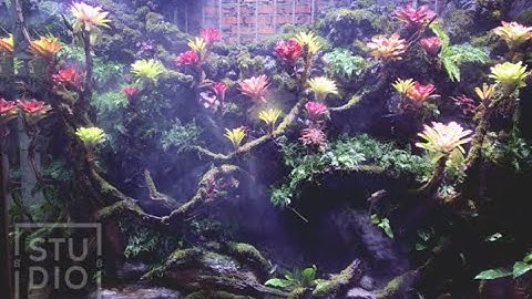 Hướng Dẫn Cơ Bản Thiết Kế Thi Công Hồ Koi Tiểu Cảnh Bán Cạn