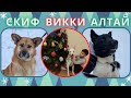 Как живут Викки, Скиф и Алтай