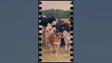 اتلم المتعوس على خايب الرجا 