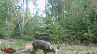 two bucks.AVI