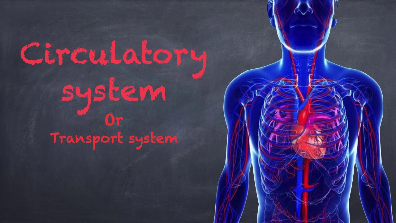 Circulatory system - YouTube