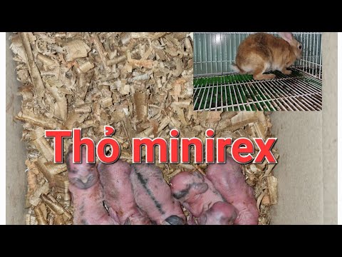 Video: Hướng dẫn nhân giống thỏ: Thỏ Rex