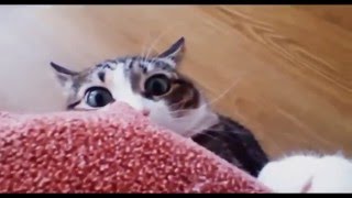 Собака, кошки и огурцы. (Dog, cat and cucumbers.} Урок для кошек. Собака, кошки и огурцы. (Dog, cat and cucumbers.} Урок для кошек.