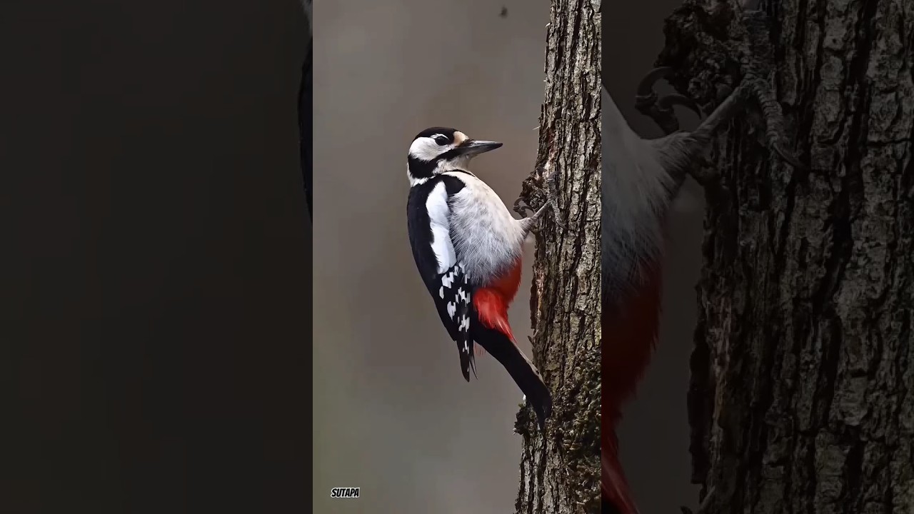 Amazing Wildlife Videography ।।Bird Photography and Videography YouTube