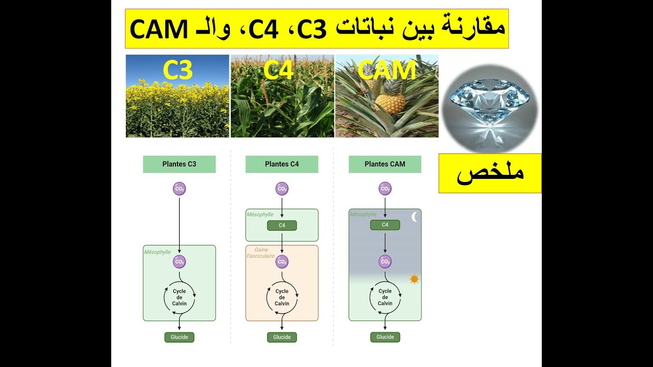 علوم طبيعية ملخص الفرق بين النباتات C3 C4  CAM