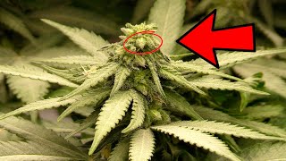 SUPER FROSTY CANNABIS PLANTS WITH PROBLEMS??