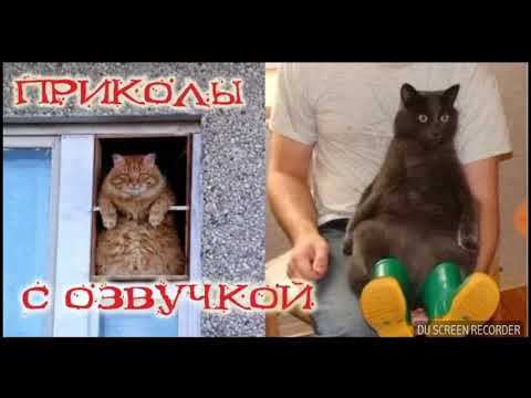 Включи приколы с озвучкой. Коты с озвучкой. Озвучивал кота. Приколы про котов с озвучкой.