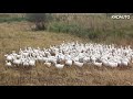 Trained Geese Polesky District Kaliningrad Region