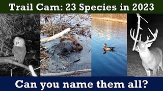 Trail Cam Highlights: 23 Species in 2023