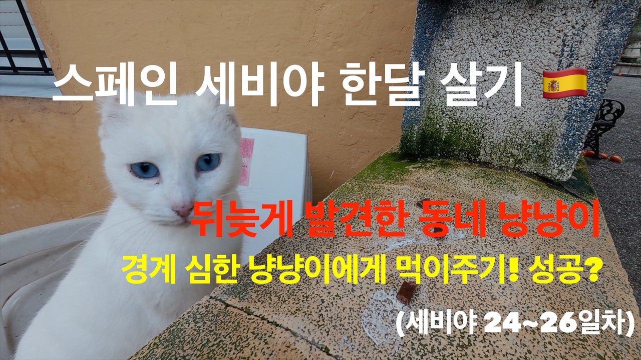 세비야 한달살기 EP.11 | 동네 고양이와 눈 맞춤, 그리고 쏟아지는 이베리코 먹방 리스트