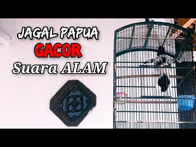 JAGAL PAPUA GACOR ||| INDONESIAN ENDEMIC BIRD SONG. class=