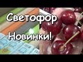 СВЕТОФОР🚦 Happy Home НОВИНКИ👍для ДОМА и НА ПРИРОДУ🌷ОБЗОР ПОЛОЧЕК ИЮНЬ