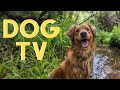 Dog tv for dogs to watch18 hours of nature virtual hike  with relaxing music