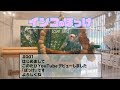 【インコのぽっけ＃001】はじめまして「ぽっけ」です