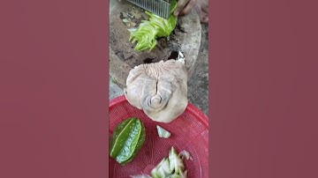 Đặc sản chỉ có trong truyền thuyết của Tây Bắc pím trâu | TÂY BẮC TV #shorts