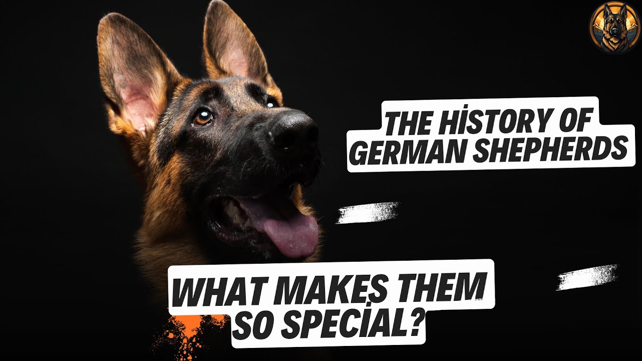 The History of German ShepherdsWhat Makes Them so Special? YouTube