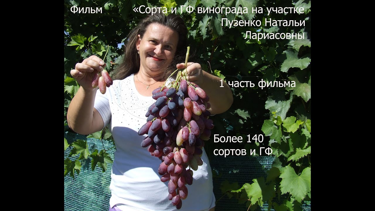 саженцы винограда пузенко. виноград кадарка: каталог саженцев. виноград талдун. саженцы винограда пузенко. саженцы винограда пузенко.