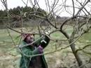 Fruitwise guide to apple tree pruning-the Bramley,...