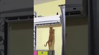 Kucing Lucu Si Oren Berulah Lagi