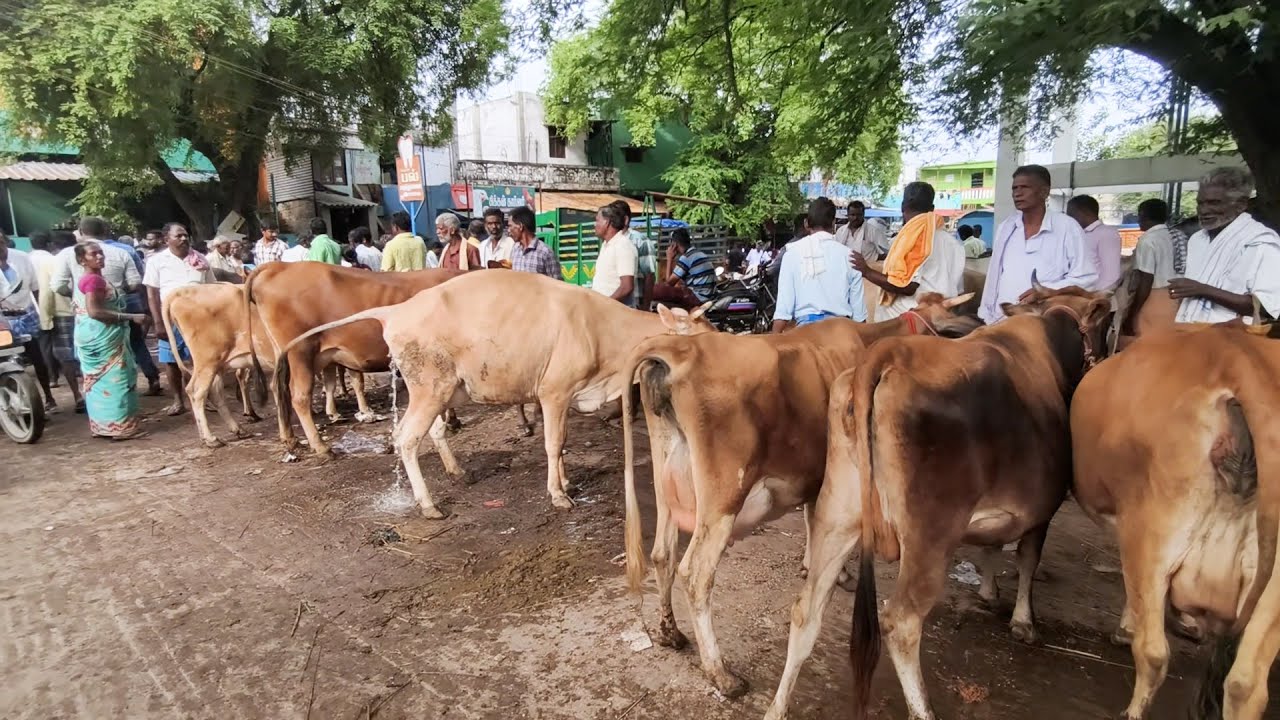 பொய்கை  நாட்டுமாட்டுச்சந்தை தமிழ் உழவன்