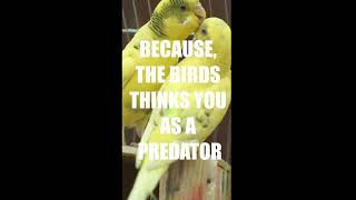 ARE YOUR BIRDS SCARED OF YOU?