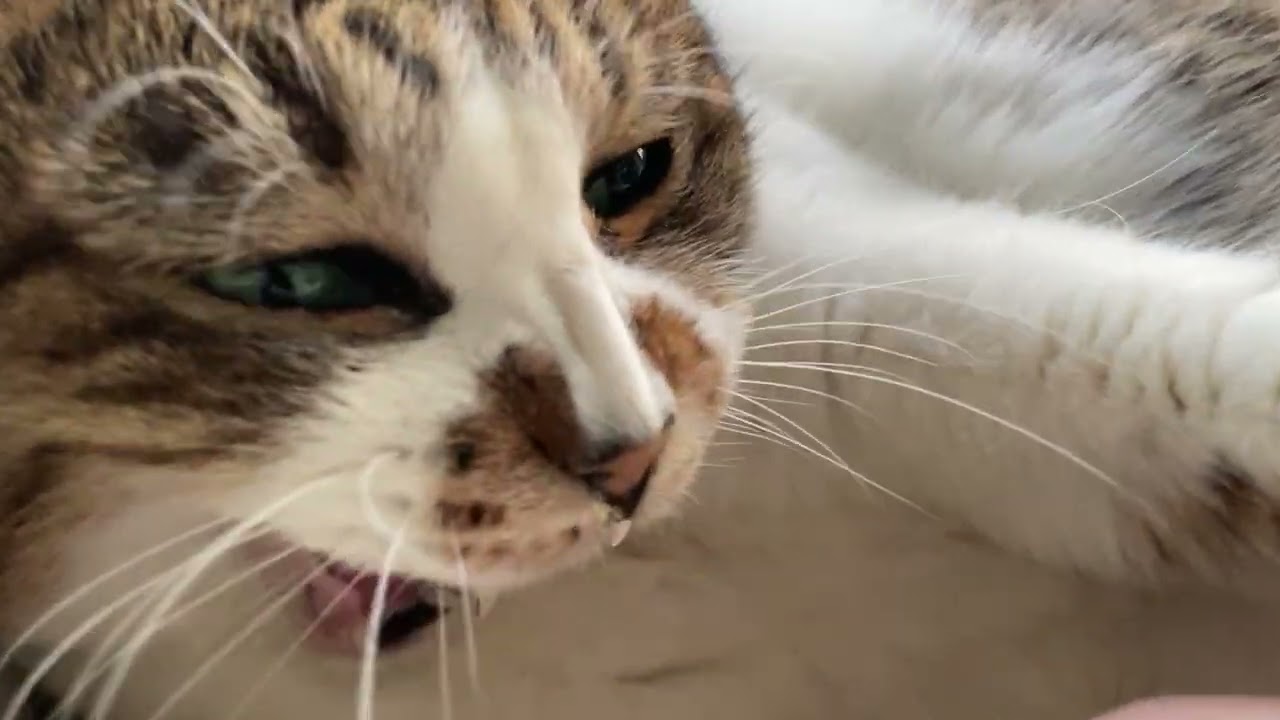 ねこ 20260514 - YouTube