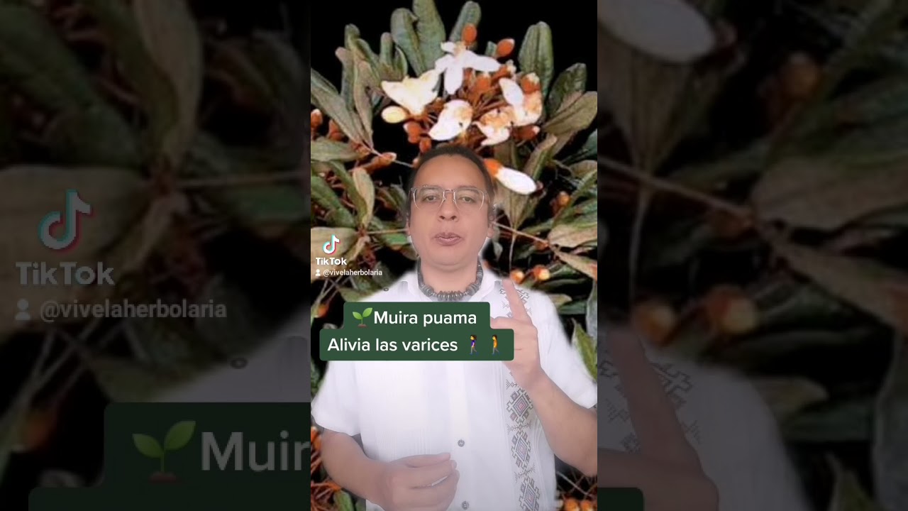 🌱🌾🍁🍃Conoce Los Beneficios De La Planta Medicinal MUIRA PUAMA. YouTube