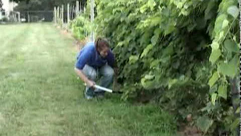 Measuring LAI of a Hedge