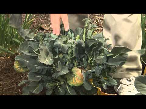 Broccoli and cabbage harvest tips - YouTube