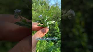 Незабудка эффективна при женских заболеваниях