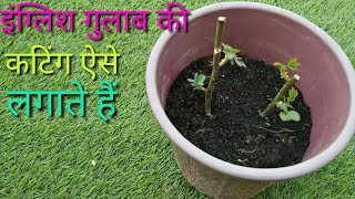 इंग्लिश गुलाब के पौधे की कटिंग लगाने का सीक्रेट / how to grow rose from cutting