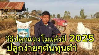 Download Lagu วิธีปลูกแตงโมหน้าแล้งแตงโมนำ้หมอกแตงโมไม่ได้รดน้ำปลูกง่ายได้ผลผลิตเยอะ#แตงโมแล้ง MP3